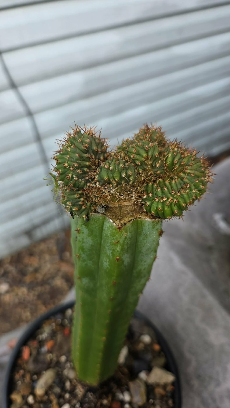 Crested scion with rust-colored spines grafted onto a green Trichocereus rootstock in a black pot