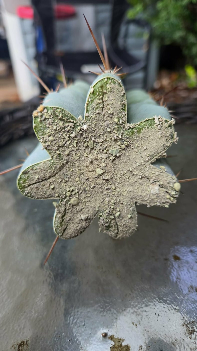Top-down view of a cut cactus, the star-shaped surface callused over and dusted with dry mix